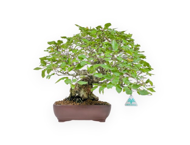 Carpinus - Hainbuche - 34 cm