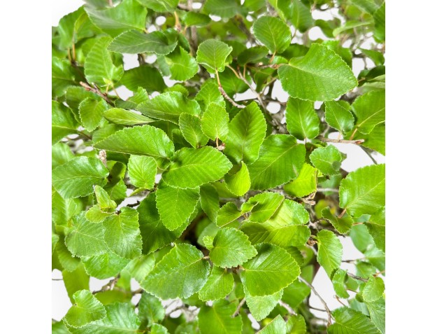 Carpinus - Haagbeuk - 34 cm 2
