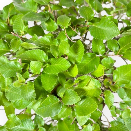 Carpinus - Carpino - 34 cm