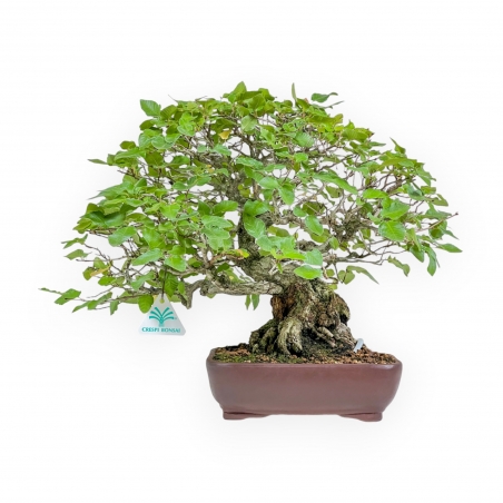 Carpinus - Hornbeam - 34 cm