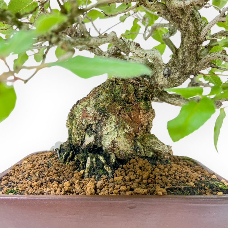 Carpinus - Haagbeuk - 34 cm