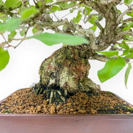 Carpinus - Hornbeam - 34 cm