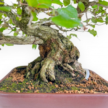 Carpinus - Carpino - 34 cm