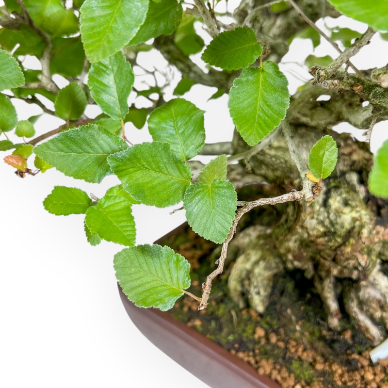 Carpinus - Haagbeuk - 34 cm