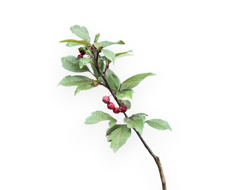 Malus Royal Raindrops - Melo - 50 cm