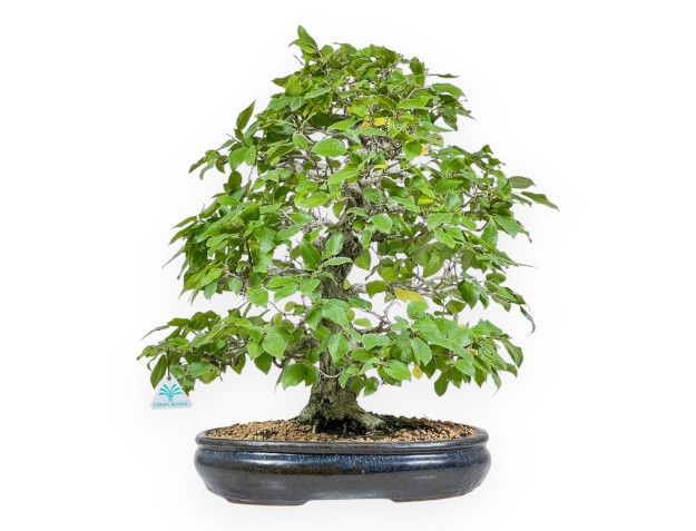 Carpinus - Carpe - 50 cm