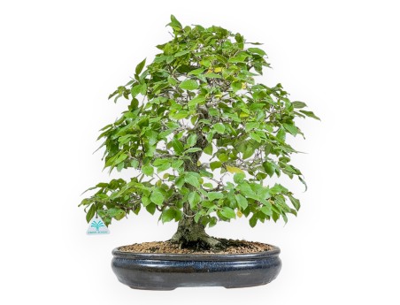 Carpinus - Hornbeam - 50 cm