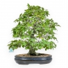 Carpinus - Carpino - 50 cm