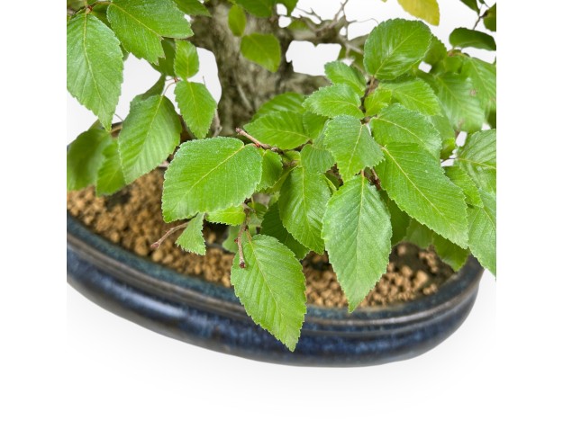 Carpinus - Charme - 50 cm 2