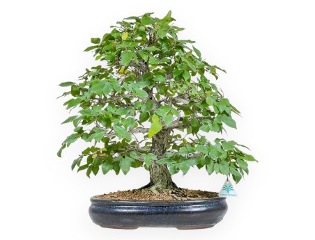 Carpinus - Carpe - 50 cm