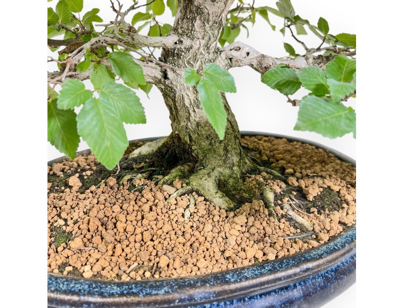 Carpinus - Hainbuche - 50 cm