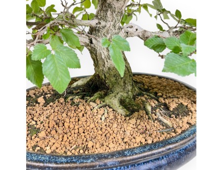 Carpinus - Hornbeam - 50 cm