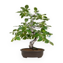 Diospyros kaki - 60 cm