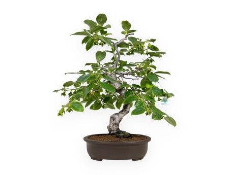 Diospyros kaki - 60 cm