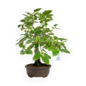 Diospyros kaki - 60 cm