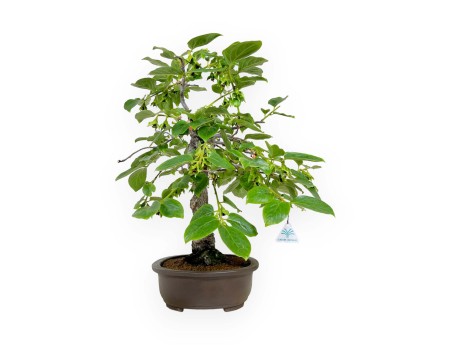 Diospyros kaki - 60 cm