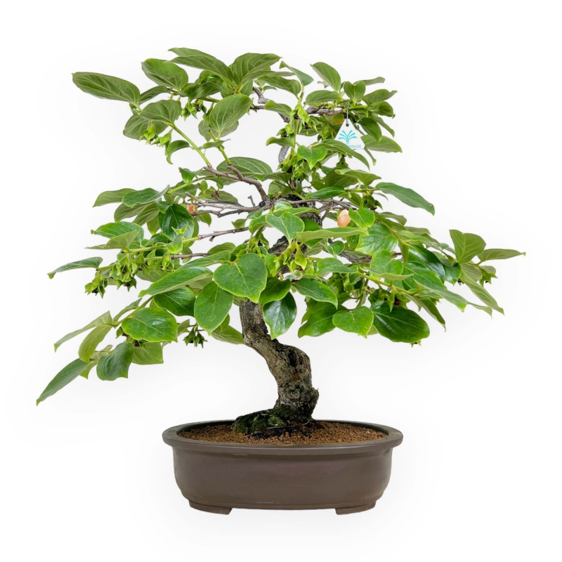 Diospyros kaki - 60 cm