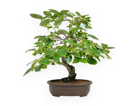 Diospyros kaki - 60 cm