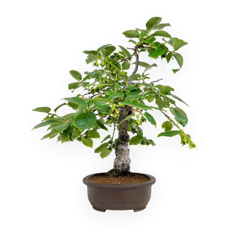 Diospyros kaki - 60 cm