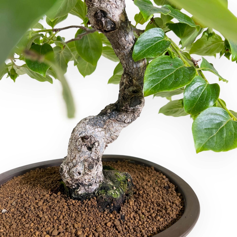 Diospyros kaki - 60 cm