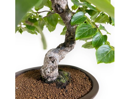 Diospyros kaki - 60 cm