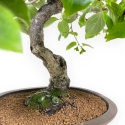 Diospyros kaki - 60 cm