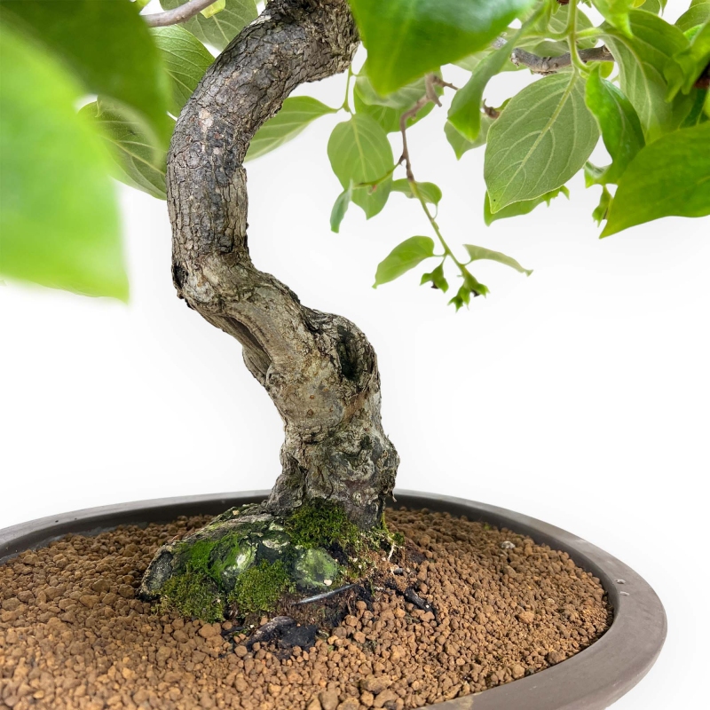 Diospyros kaki - 60 cm