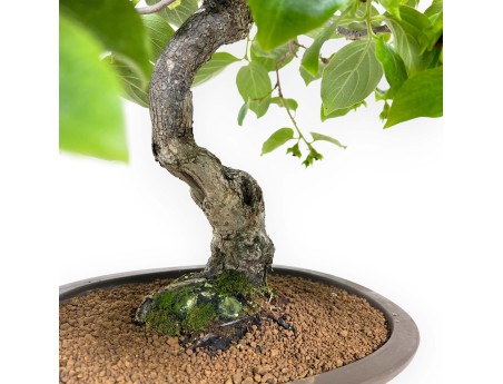 Diospyros kaki - 60 cm