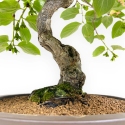 Diospyros kaki - 60 cm