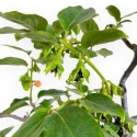 Diospyros kaki - 60 cm