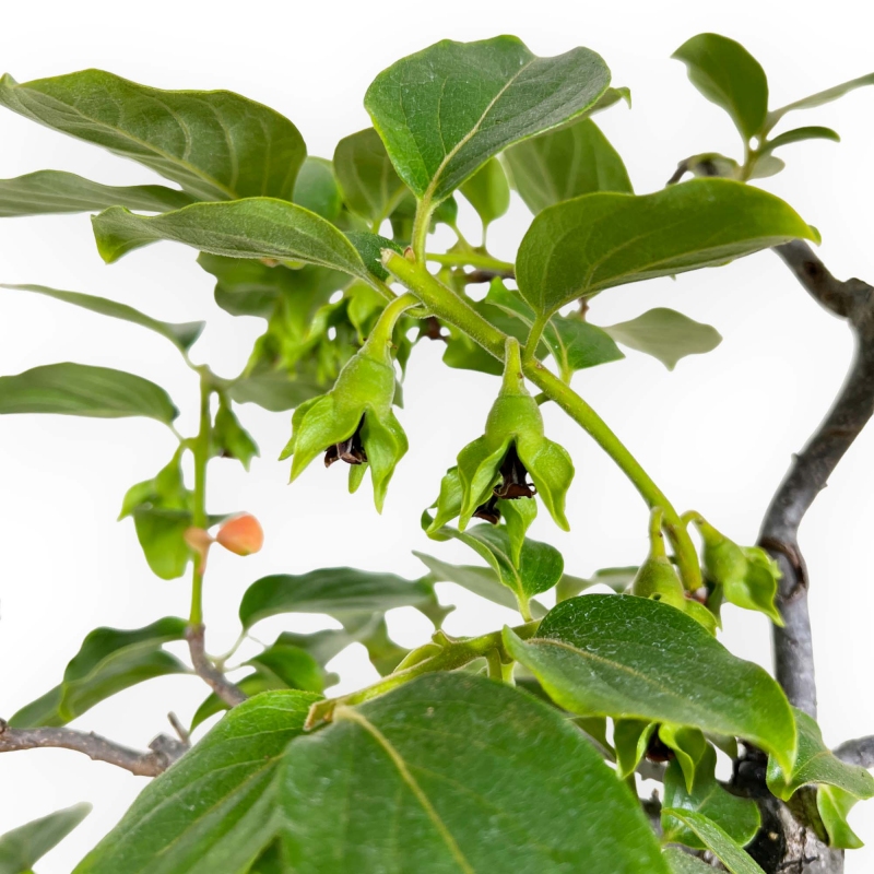 Diospyros kaki - 60 cm