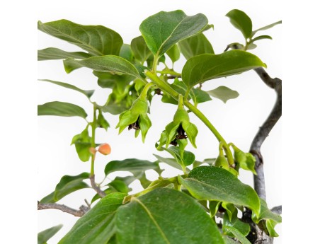 Diospyros kaki - 60 cm