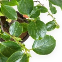Diospyros kaki - 60 cm