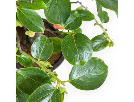 Diospyros kaki - 60 cm