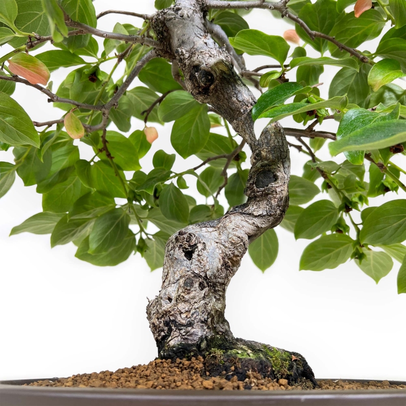 Diospyros kaki - 60 cm