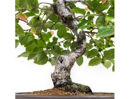 Diospyros kaki - 60 cm