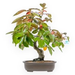 Diospyros kaki - 60 cm