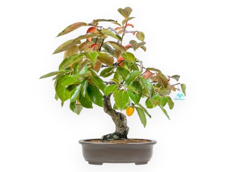 Diospyros kaki - 60 cm
