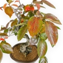 Diospyros kaki - 60 cm
