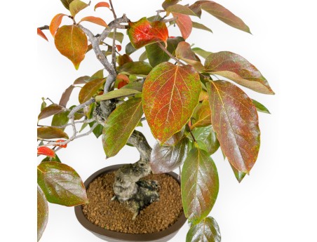 Diospyros kaki - 60 cm