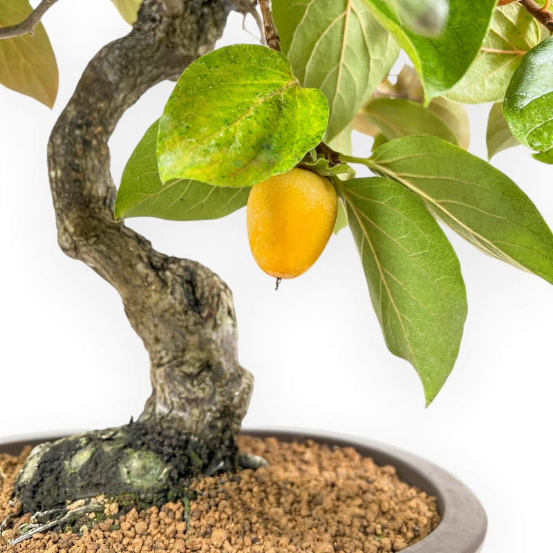 Diospyros kaki - 60 cm