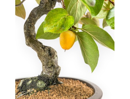 Diospyros kaki - 60 cm