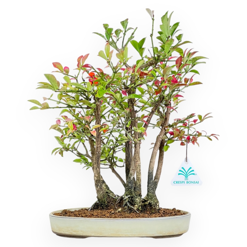 Euonymus Alatus - Evonimo Alato - 33 cm