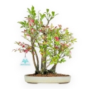 Euonymus Alatus - Fusain - 33 cm
