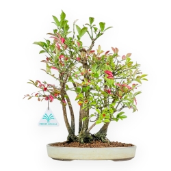Euonymus Alatus - Evonimo Alato - 33 cm