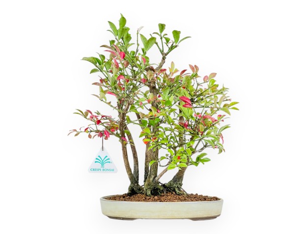 Euonymus Alatus - Spindle - 33 cm
