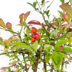 Euonymus Alatus - Evonimo Alato - 33 cm