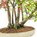 Euonymus Alatus - Evonimo Alato - 33 cm