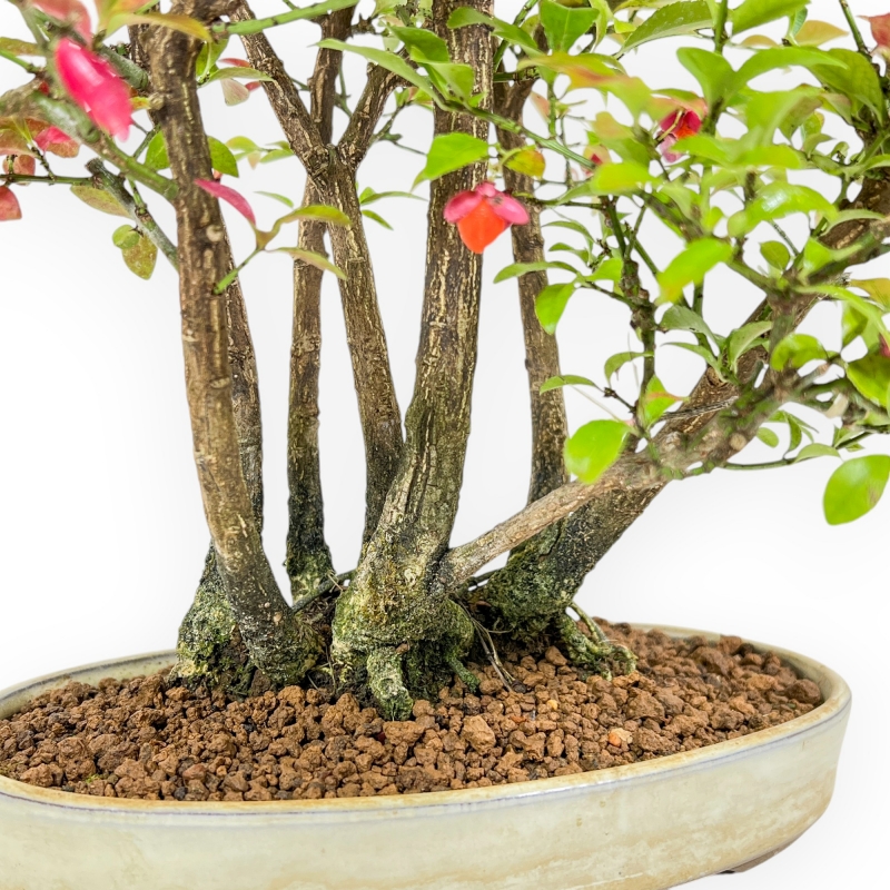 Euonymus Alatus - Evonimo Alato - 33 cm