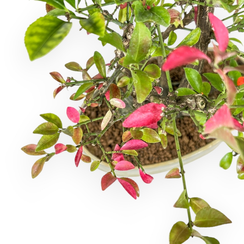 Euonymus Alatus - Evonimo Alato - 33 cm